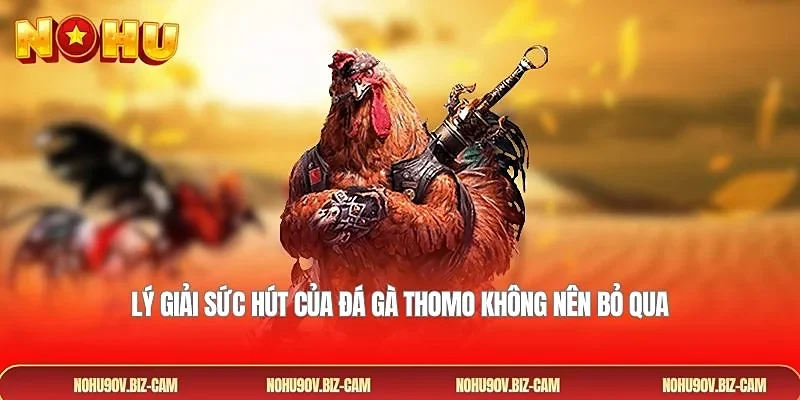  Lý giải sức hút của đá gà Thomo không nên bỏ qua